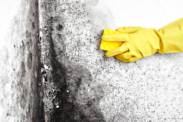 Best Black Mold Remediation in Decatur, AR