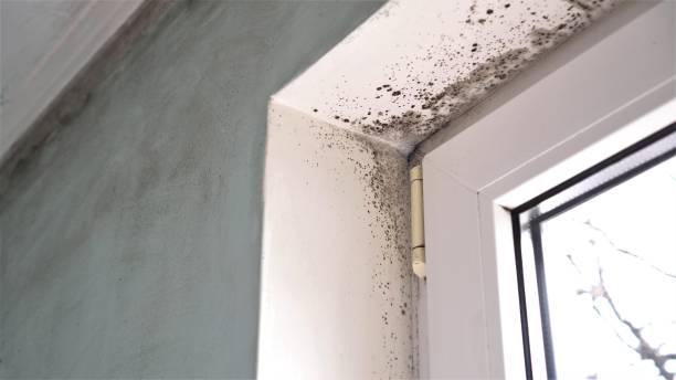 Best Basement Mold Remediation in Decatur, AR