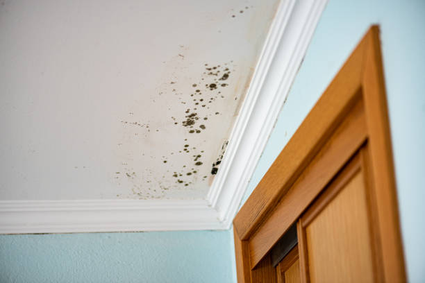 Best Residential Mold Remediation in Decatur, AR