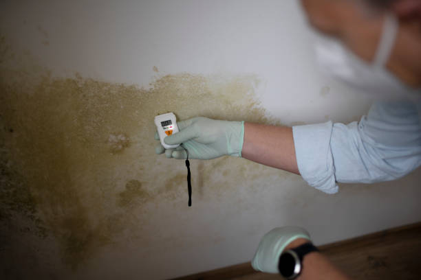 Best Commercial Mold Remediation in Decatur, AR