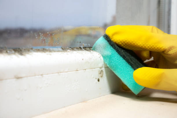 Best Commercial Mold Remediation in Decatur, AR